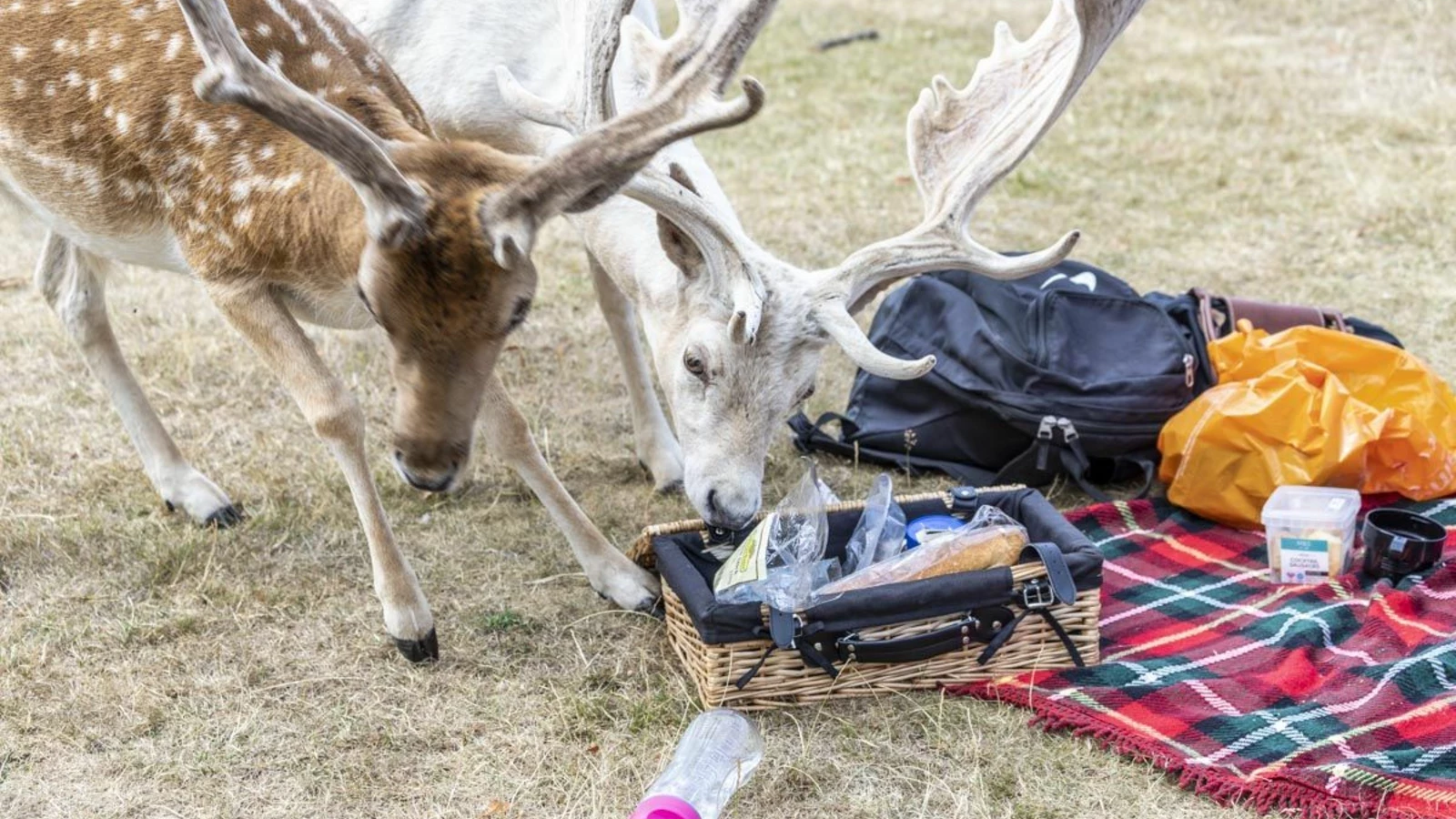 Feeding deer online